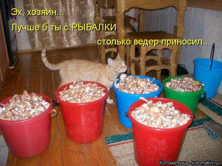 Котоматрица: Эх, хозяин... Лучше б ты с РЫБАЛКИ  столько ведер приносил...