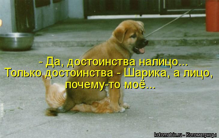 - Да, достоинства налицо... Только достоинства - Шарика, а лицо, почему-то моё...... Котоматрица: - Да, достоинства налицо... Только достоинства - Шарика, а лицо, почему-то моё...