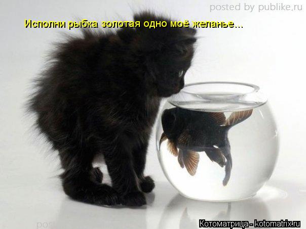 Исполни рыбка золотая одно моё желанье...... Котоматрица: Исполни рыбка золотая одно моё желанье...
