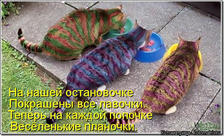 Весёленькие планочки. Теперь на каждой попочке Покрашены все лавочки. На нашей остановочке... Котоматрица: Весёленькие планочки. Теперь на каждой попочке Покрашены все лавочки. На нашей остановочке