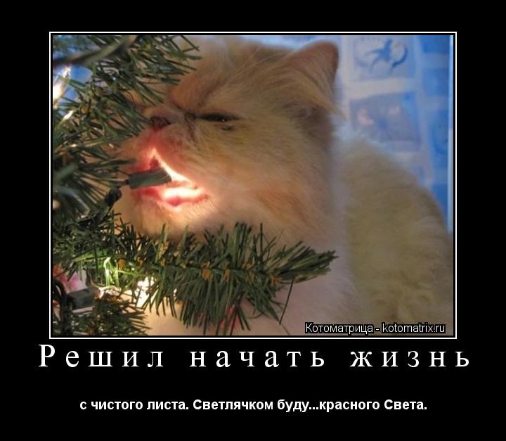 Решил начать жизнь с чистого листа. Светлячком буду...красного Света.... Котоматрица: Решил начать жизнь с чистого листа. Светлячком буду...красного Света.