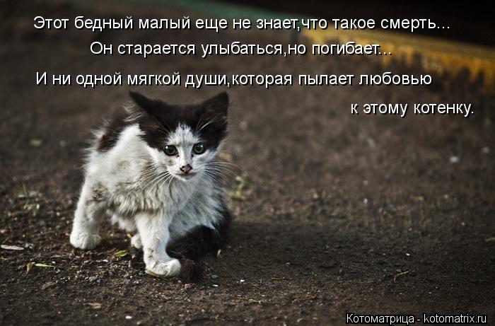 Этот бедный малый еще не знает,что такое смерть... Он старается улыбаться,но погибает... И ни одной м... Котоматрица: Этот бедный малый еще не знает,что такое смерть... Он старается улыбаться,но погибает... И ни одной мягкой души,которая пылает любовью к этому