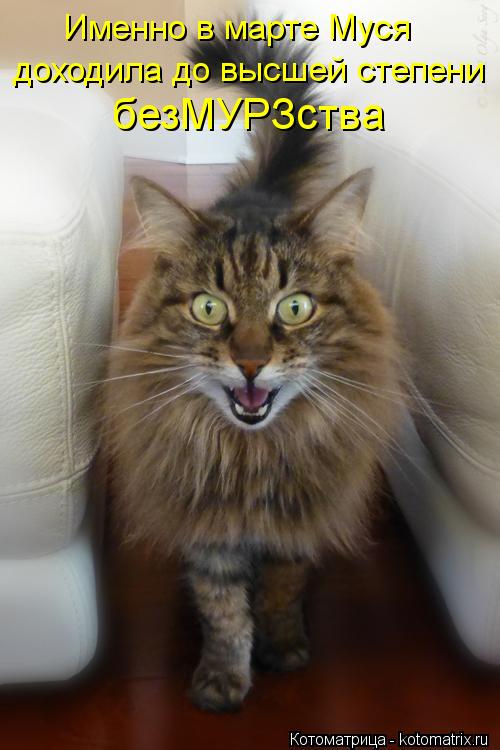 Котоматрица: Именно в марте Муся безМУРЗства доходила до высшей степени