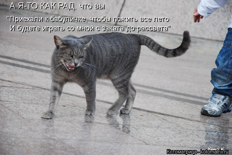 Котоматрица: "Приехали к бабуличке, чтобы пожить все лето И будете играть со мной с заката до рассвета" А Я-ТО КАК РАД, что вы