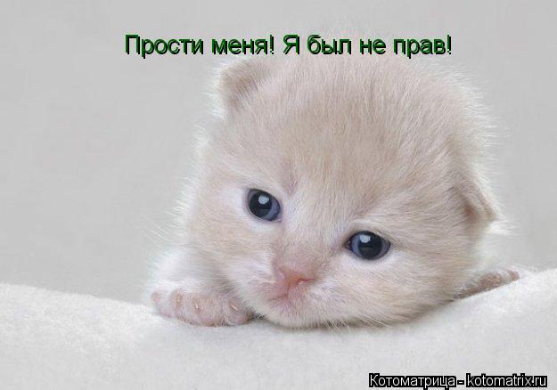 Котоматрица: Прости меня! Я был не прав!