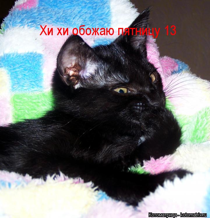 Котоматрица: Хи хи обожаю пятницу 13