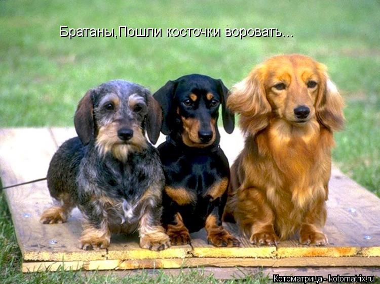 Котоматрица: Братаны,Пошли косточки воровать...
