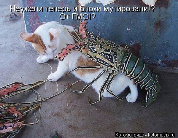 Котоматрица: Неужели теперь и блохи мутировали!? От ГМО!?