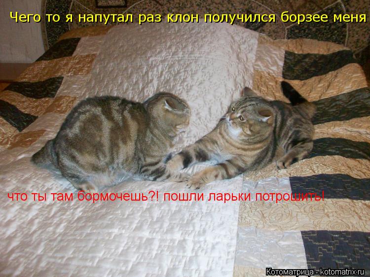 Котоматрица: Чего то я напутал раз клон получился борзее меня что ты там бормочешь?! пошли ларьки потрошить! да ничего,так