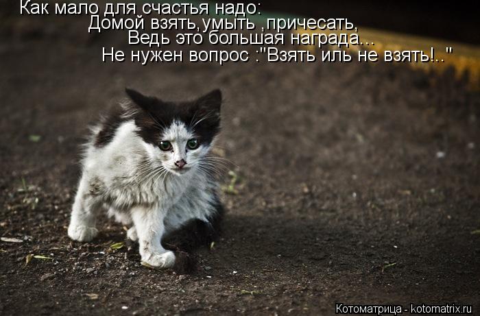 Котоматрица: Как мало для счастья надо:  Домой взять,умыть ,причесать,  Ведь это большая награда... Не нужен вопрос :"Взять иль не взять!.."