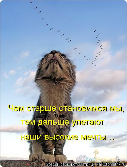Котоматрица: Чем старше становимся мы, тем дальше улетают наши высокие мечты…