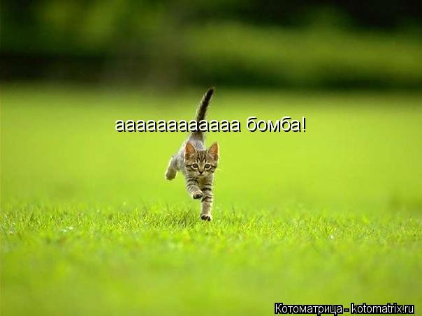 Котоматрица: аааааааааааа бомба!