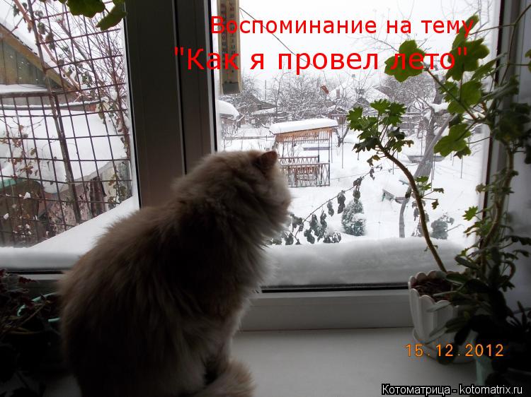 Котоматрица: Воспоминание на тему "Как я провел лето"