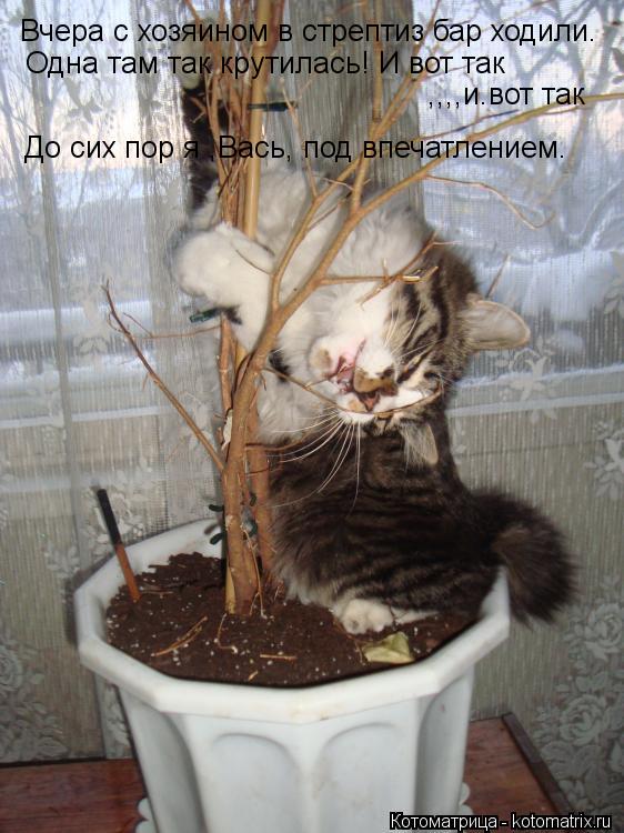 Котоматрица: Вчера с хозяином в стрептиз бар ходили. Одна там так крутилась! И вот так ,,,,и.вот так До сих пор я ,Вась, под впечатлением.