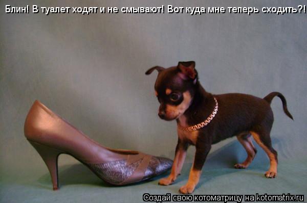 Котоматрица: Блин! В туалет ходят и не смывают! Вот куда мне теперь сходить?!