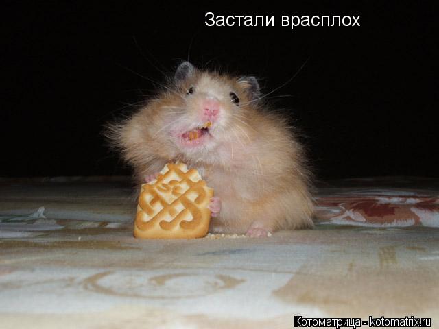 Котоматрица: Застали врасплох