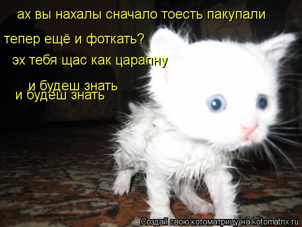 Котоматрица: ах вы нахалы сначало тоесть пакупали тепер ещё и фоткать? эх тебя щас как царапну  и будеш знать и будеш знать