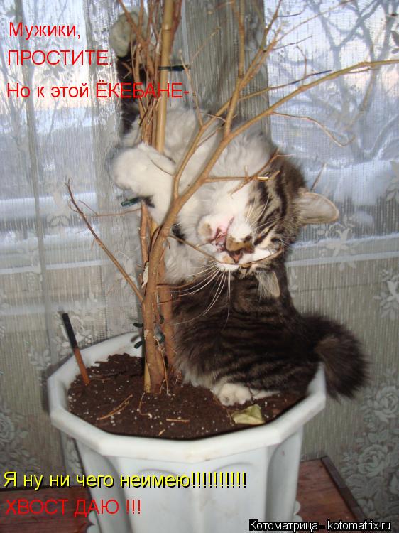 Котоматрица: Мужики, ПРОСТИТЕ. Но к этой ЁКЕБАНЕ- Я ну ни чего неимею!!!!!!!!!! ХВОСТ ДАЮ !!!