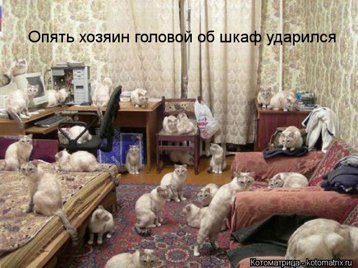 Котоматрица: Опять хозяин головой об шкаф ударился Опять хозяин головой об шкаф ударился