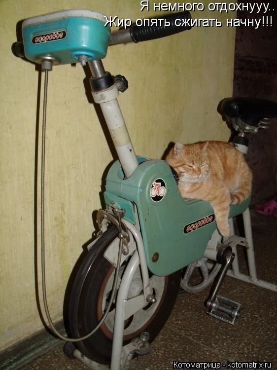 Котоматрица: Я немного отдохнууу.... Жир опять сжигать начну!!! Жир опять сжигать начну!!!