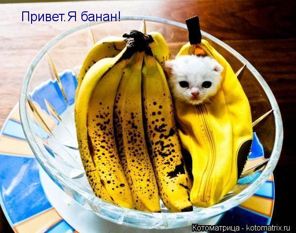 Котоматрица: Привет.Я банан!