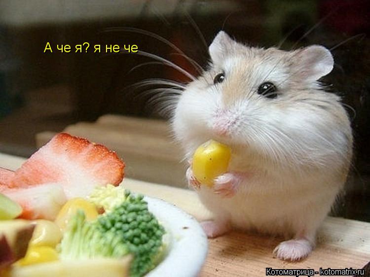 Котоматрица: А че я? я не че