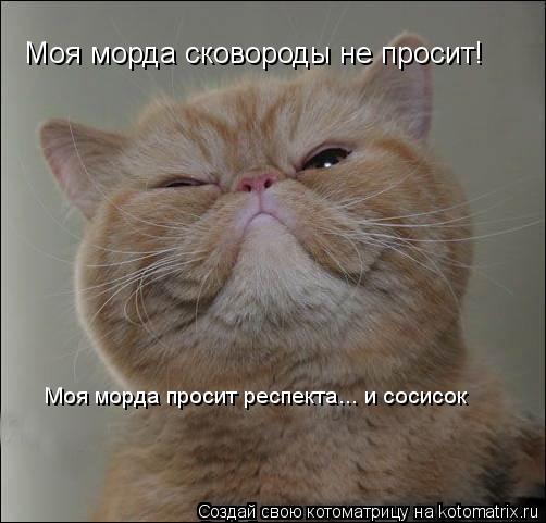 Котоматрица: Моя морда сковороды не просит! Моя морда просит респекта... и сосисок