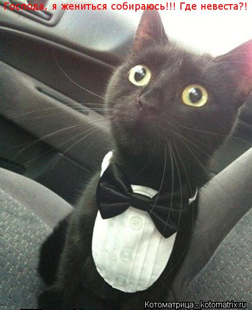 Котоматрица: Господа, я жениться собираюсь!!! Где невеста?!