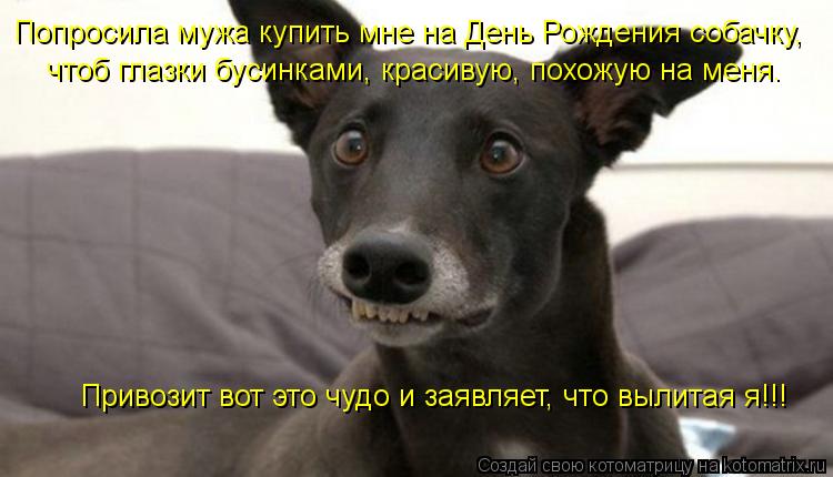 Котоматрица: Попросила мужа купить мне на День Рождения собачку, чтоб глазки бусинками, красивую, похожую на меня. Привозит вот это чудо и заявляет, что в