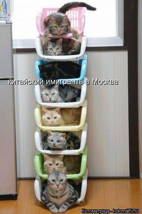 Котоматрица: китайский имигранть в Москва