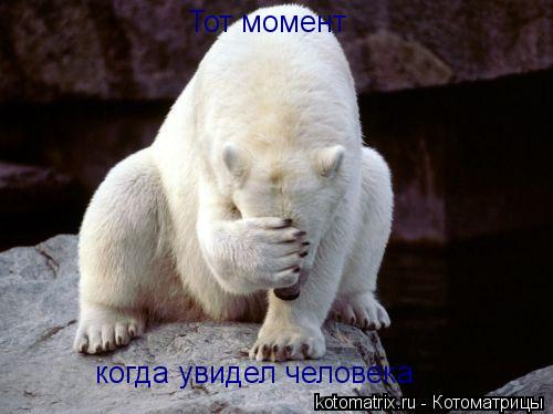 Котоматрица: Тот момент когда увидел человека