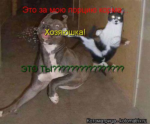 Котоматрица: Это за мою порцию корма... Хозяюшка! ЭТО ТЫ????????????????