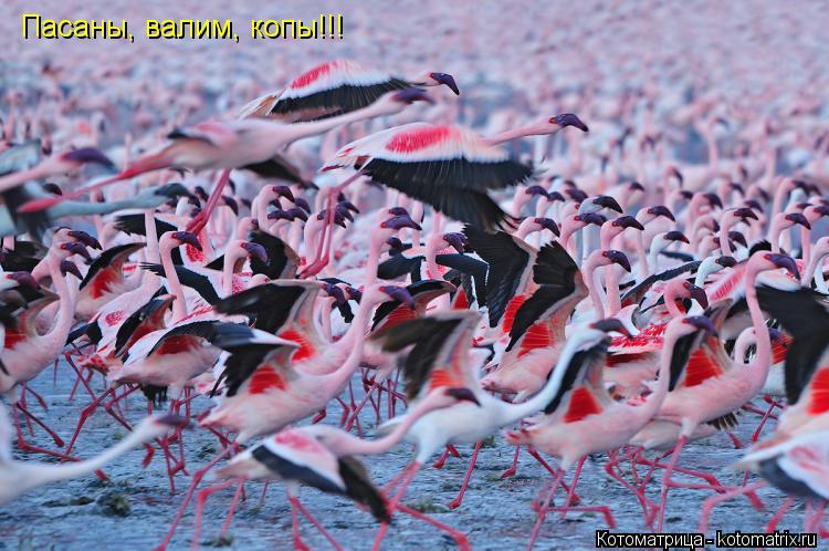 Пасаны, валим, копы!!!... Котоматрица: Пасаны, валим, копы!!!