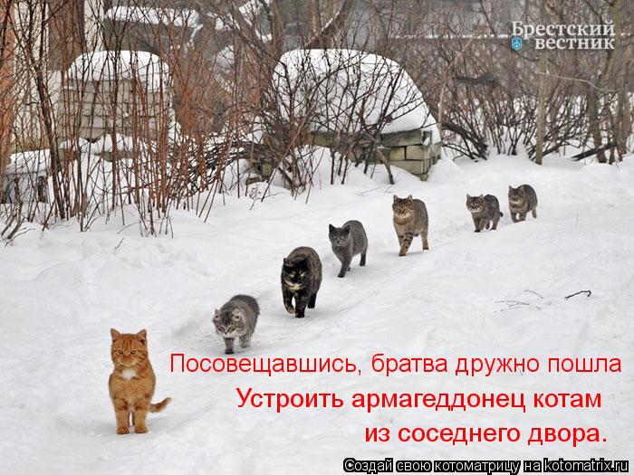 Котоматрица: Посовещавшись, братва дружно пошла Устроить армагеддонец котам из соседнего двора.