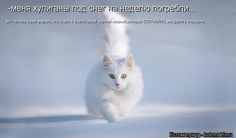 Котоматрица: -меня хулиганы под снег на неделю погребли... вот теперь сами видите,что стало с безобидной черной кошкой,которая СЛУЧАЙНО им дорогу перешла
