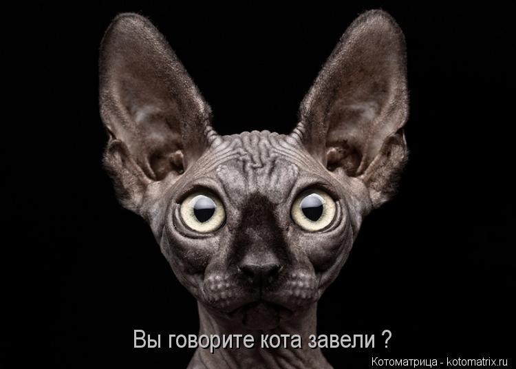 Котоматрица: Вы говорите кота завели ?