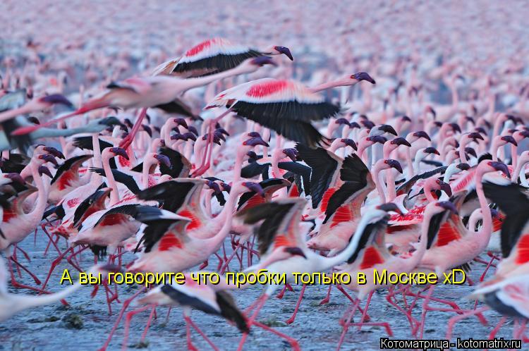 Котоматрица: А вы говорите что пробки только в Москве xD