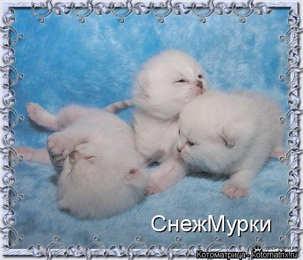 Котоматрица: СнежМурки