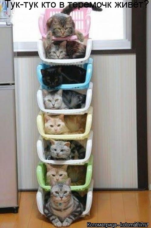 Котоматрица: Тук-тук кто в теремочк живёт?