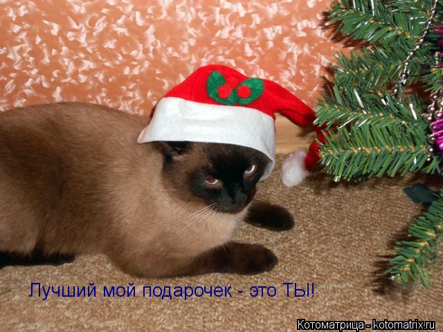 Котоматрица: Лучший мой подарочек - это ТЫ!