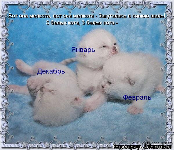 Котоматрица: Вот она мелкота, вот она мелкота - Закуталась в синюю шаль! Декабрь Январь Февраль 3 белых кота, 3 белых кота -