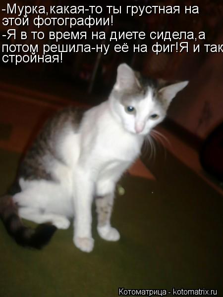 Котоматрица: -Мурка,какая-то ты грустная на этой фотографии! -Я в то время на диете сидела,а  потом решила-ну её на фиг!Я и так стройная!