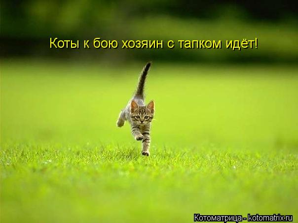 Котоматрица: Коты к бою хозяин с тапком идёт!