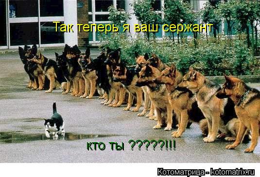 Котоматрица: Так теперь я ваш сержант  кто ты ?????!!!
