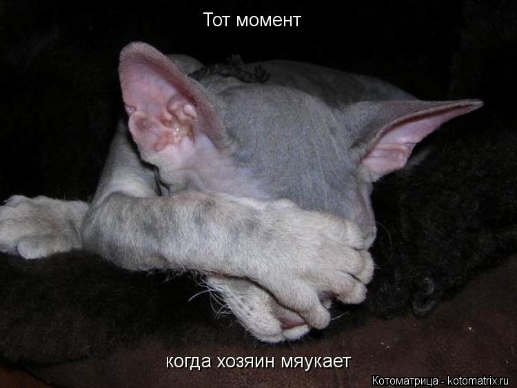 Котоматрица: Тот момент когда хозяин мяукает