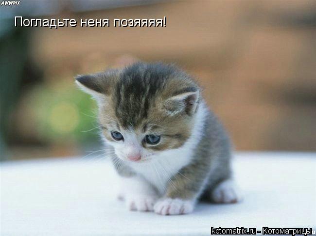 Котоматрица: Погладьте неня позяяяя!