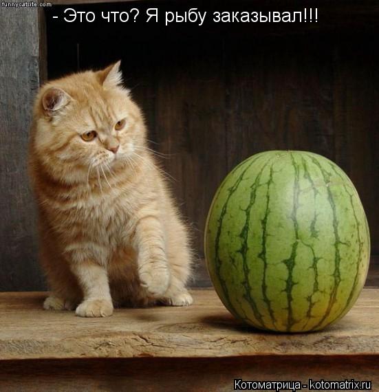 Котоматрица: - Это что? Я рыбу заказывал!!!
