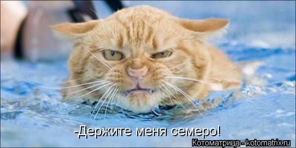 Котоматрица: -Держите меня семеро!