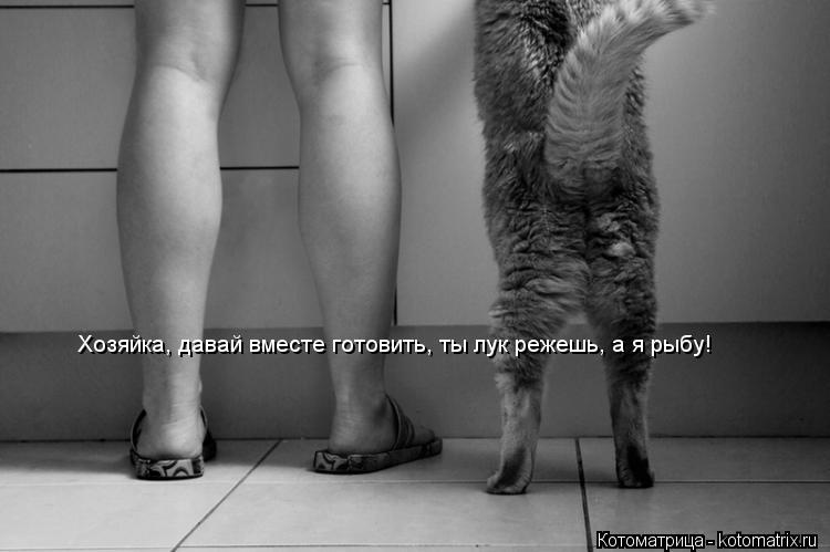 Котоматрица: Хозяйка, давай вместе готовить, ты лук режешь, а я рыбу!
