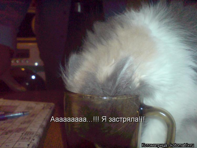 Котоматрица: Ааааааааа...!!! Я застряла!!!